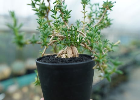 トリコディアデマ　SP　Trichodiadema densum  SP