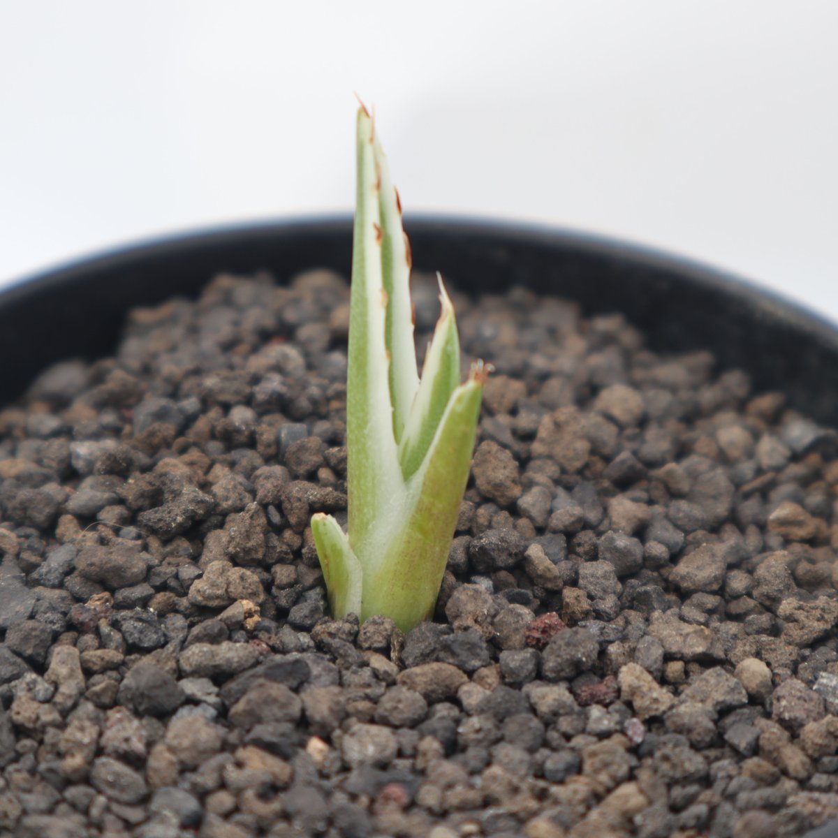 アガベ 氷山  サボテン　多肉植物