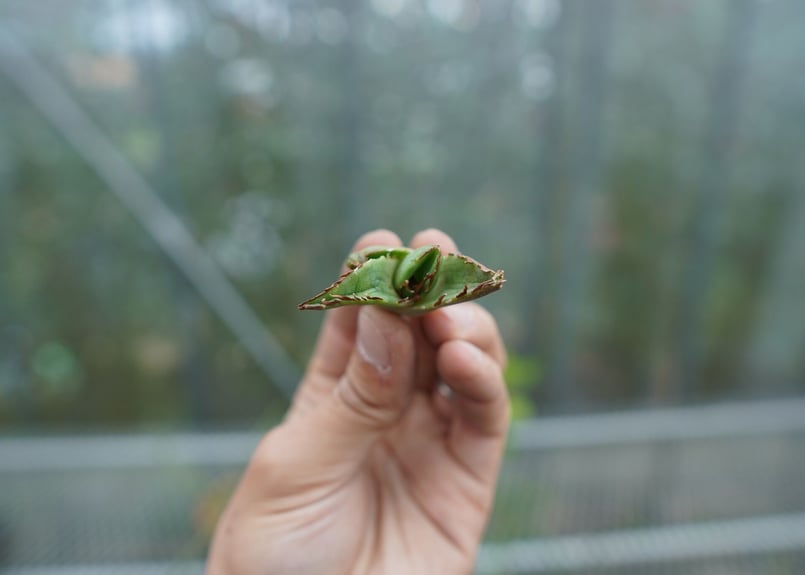 抜き苗】アガベ チタノタ 白鯨 from台湾 Agave titanota White wh