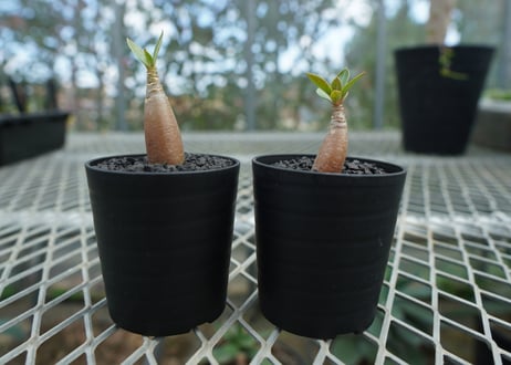 アデニウム　Adenium  No.7