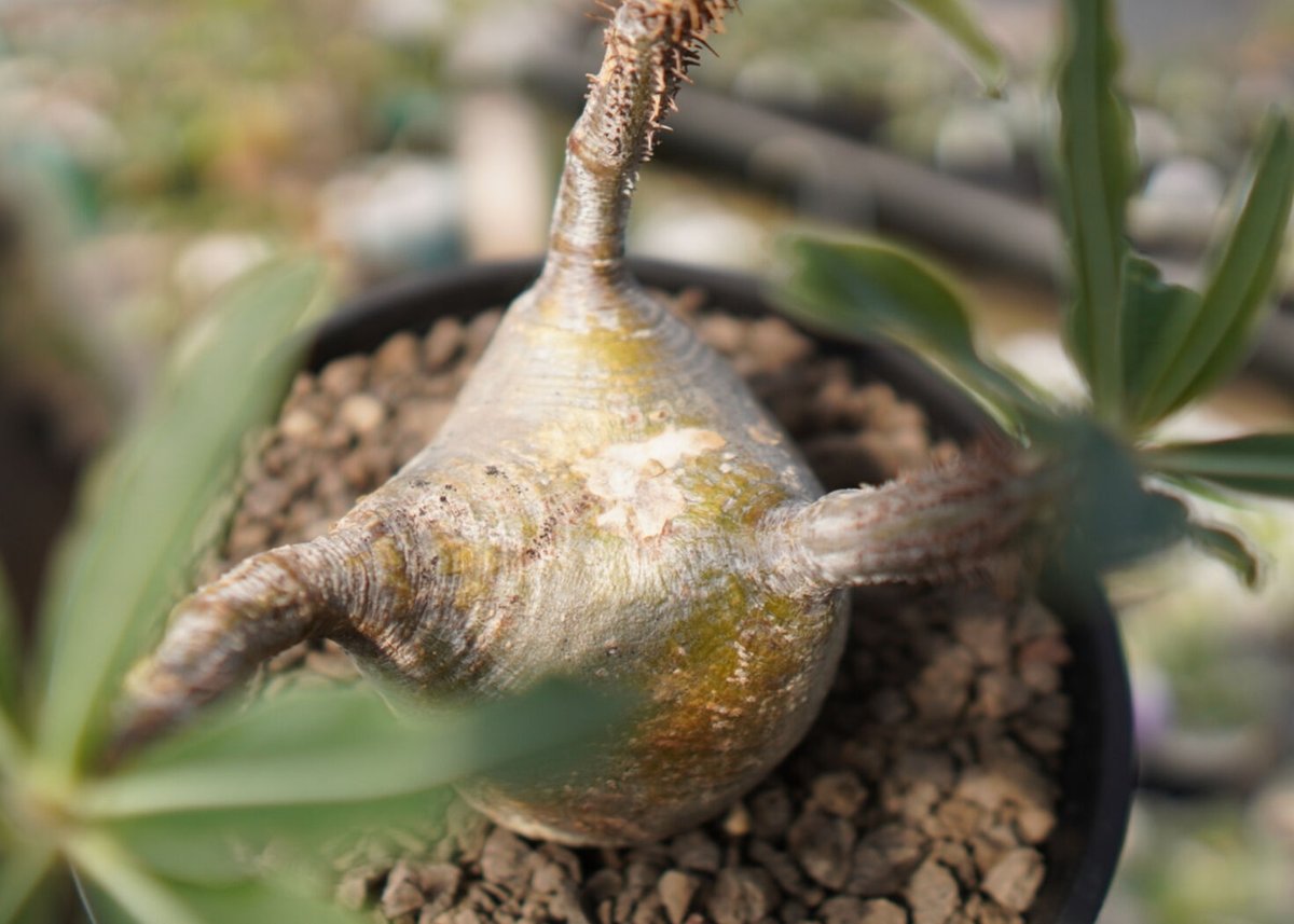 パキポディウムグラキリス　4株セット パキポディウムグラキリス4株セット パキポディウム グラキリス