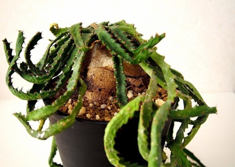ユーフォルビア ステラータ 飛竜  Euphorbia stellata 12 未発根