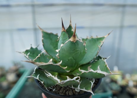 アガベ　チタノタ　FO-76　agave titanota  FO-76 No.3