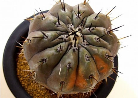 Copiapoa cinerea　コピアポア   黒王丸