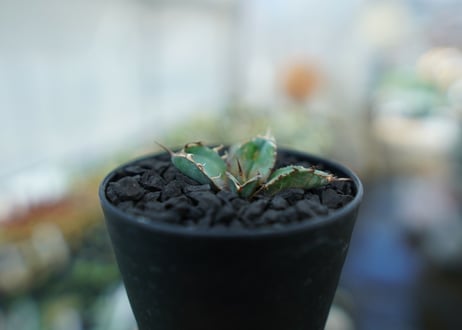 アガベ　チタノタ　 ブラックアンドブルー 　Agave titanota black and blue　No.7