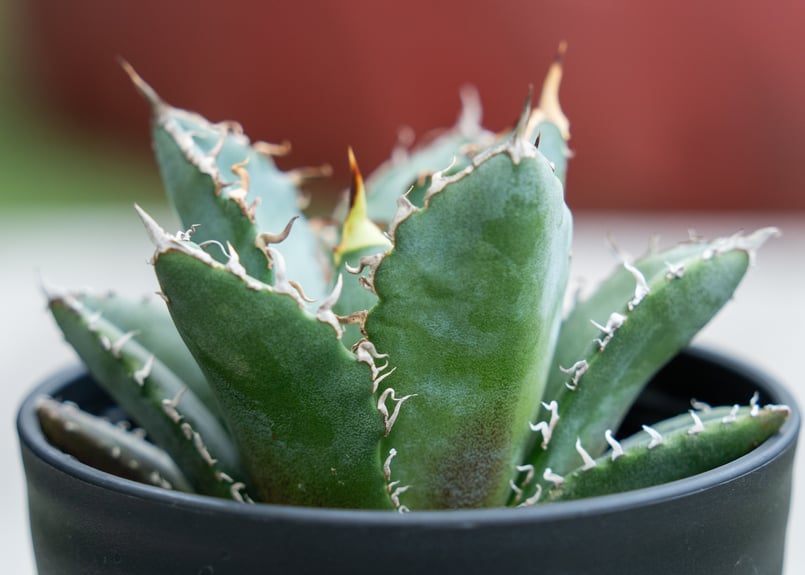 アガベ チタノタ 白鯨 NO.3 | mana's farm:塊根植物・アガベ