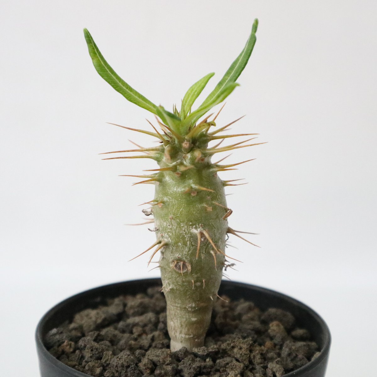 パキポディウム　ウィンゾリー　国内実生　繁殖株　ボトルタイプ⑩アンボンゲンセ fit=scale-down,w=1200