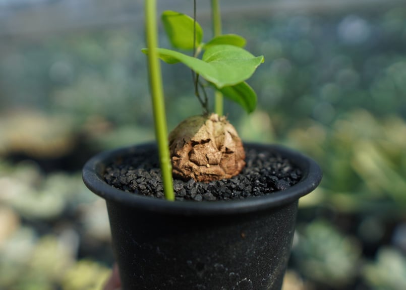 亀甲竜 Dioscorea elephantipes No.7 | mana's farm:塊