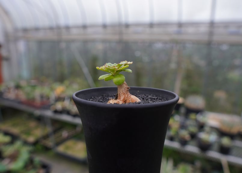 オトンナ チュベローサ Othonna tuberosa | mana's farm:塊根植物