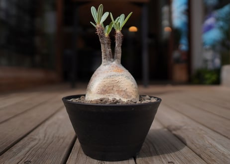 パキポディウム　グラキリス　 Pachypodium Gracilius