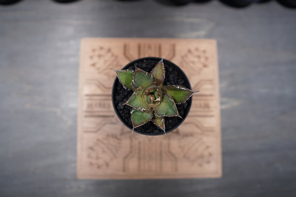 アガベ チタノタ FO-76 No.4 | mana's farm:塊根植物・アガベ・ドライガ