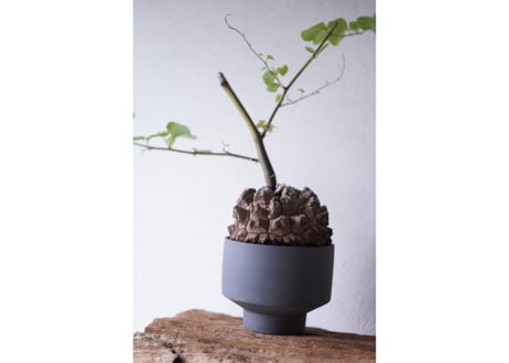 Dioscorea elephantipes