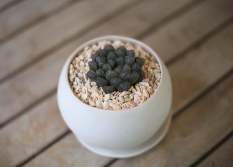 ハオルチア　オブツーサ　Haworthia obtusa