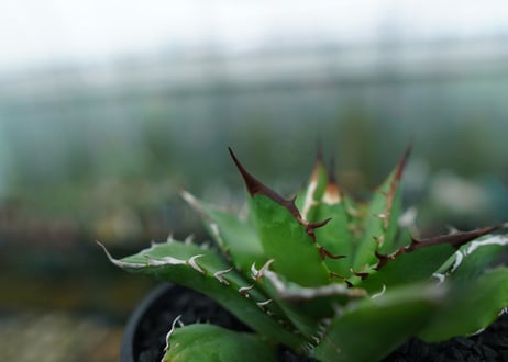 アガベ　チタノタ　Agave titanota　No.4