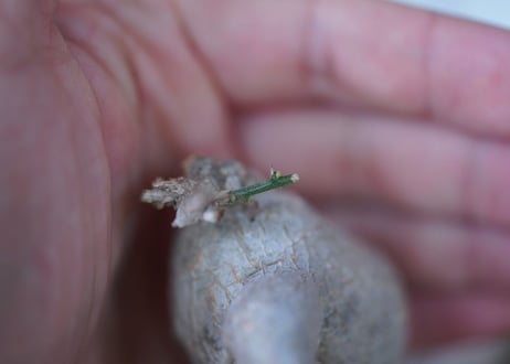 Kedrostis africana