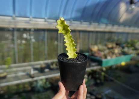 ユーフォルビア　イエローゴースト　Euphorbia lactea Yellow Ghost