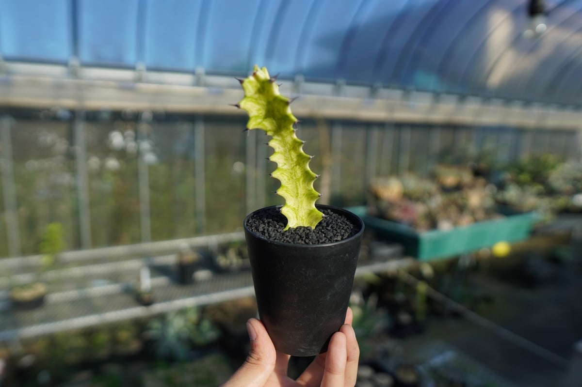 ユーフォルビア イエローゴースト Euphorbia lactea Yellow Ghost