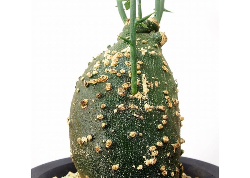 希少アデニア・クロボーサ　迫力の塊根 新着】Adenia globosa【ダブルヘッド・ツルも旺盛わんぱく塊根