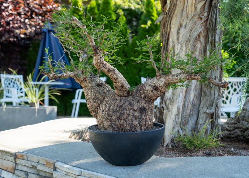 オペルクリカリア パキプス No9 オペルクリカリア パキプス／Operculicarya pachypus no.9 オペル