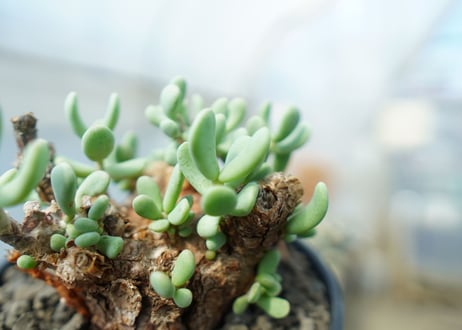 ケラリア　ピグマエア　Ceraria pygmaea 　No.5