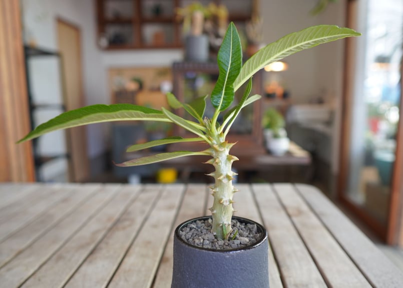 パキポディウム バロニー 実生 Pachypodium baronii | mana's gr...