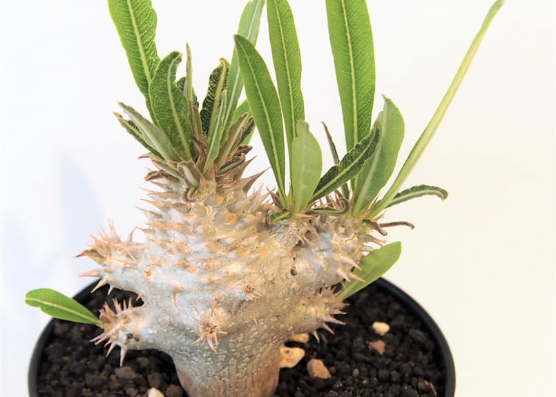 パキポディウム イノピナツム 実生 №3 | mana's farm:塊根植物