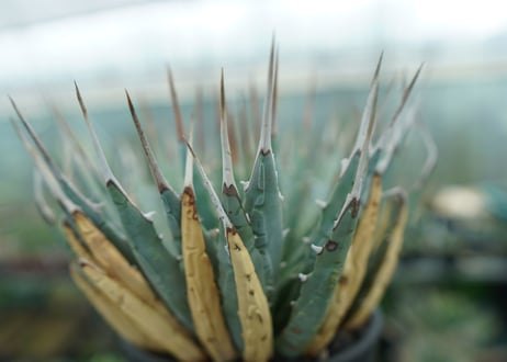 アガベ　ユタエンシス　Agave uthaensis　No.6