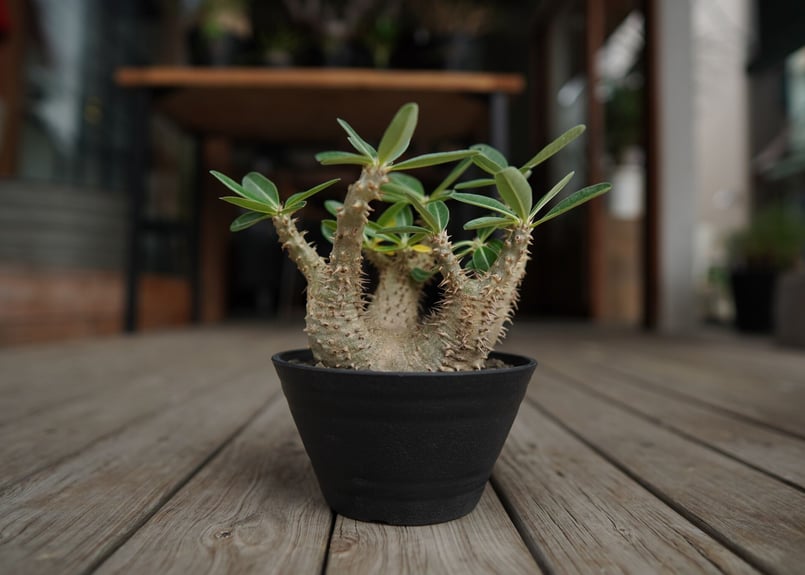 パキポディウム デンシフローラム Pachypodium densiflorum