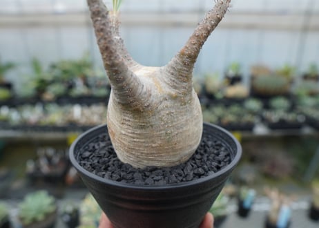 パキポディウム　グラキリス　 Pachypodium Gracilius  No.4
