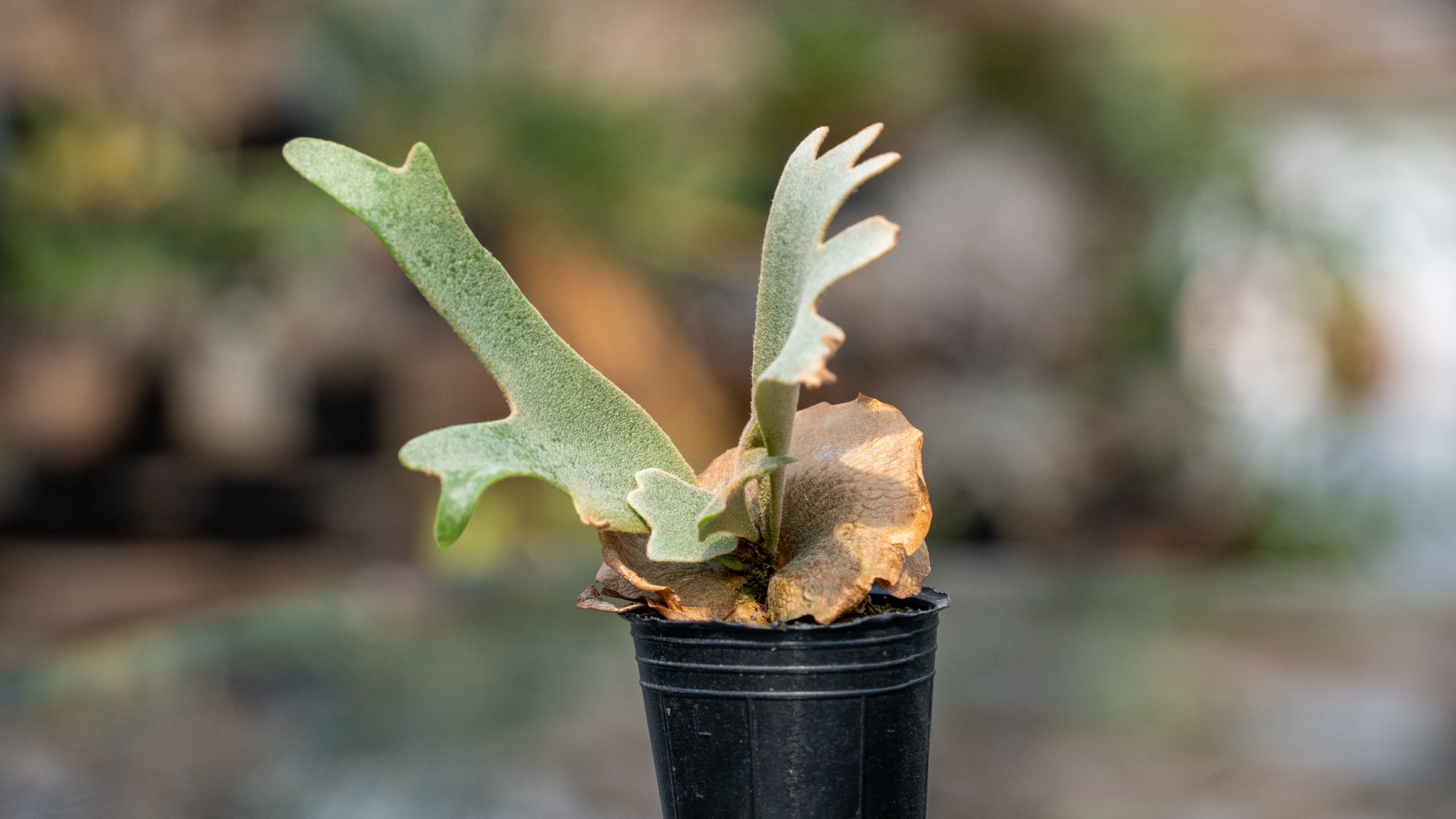 P. willinckii 'Nano' (spore) | mana's farm:塊根植物