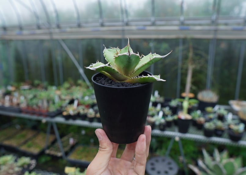 アガベ　獅子光　台湾 アガベ チタノタ 獅子光 agave titanota Lion light 子株 No.