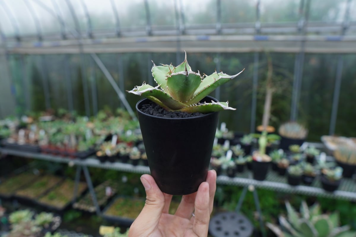 アガベ チタノタ 獅子光 agave titanota Lion light 子株 No.4