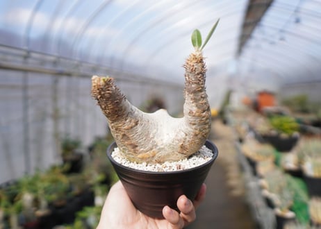 パキポディウム　エブレネウム　Pachypodium eburneum　No.3