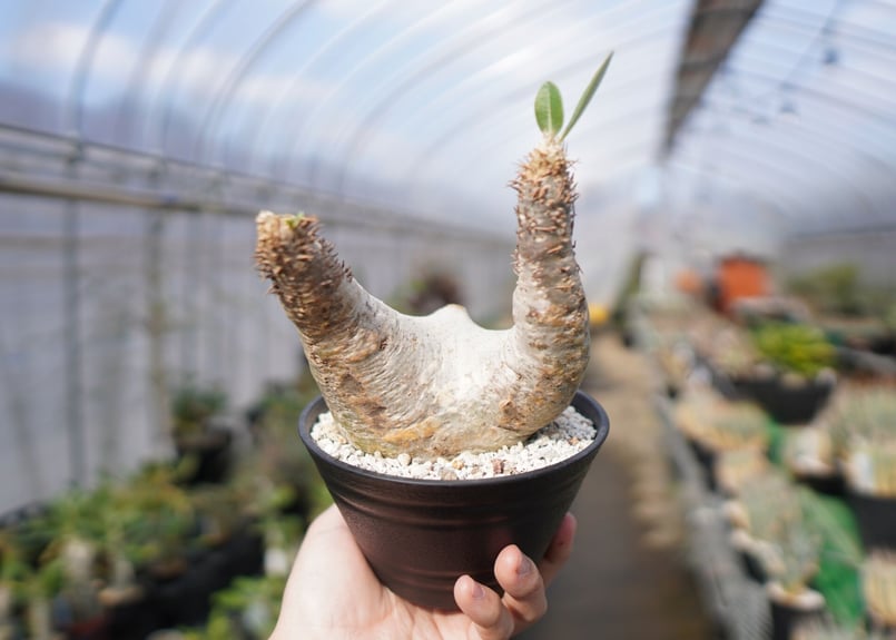 パキポディウム エブレネウム Pachypodium eburneum ③ パキポディウム エブレネウム | GREEN LUCK
