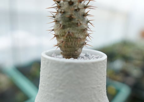 パキポディウム　ラメリー　Pachypodium lamerei