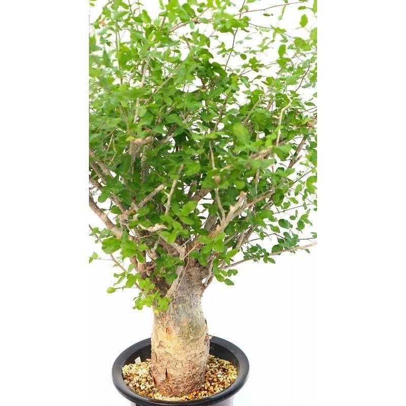 コミフォラ フンベルディ 塊根植物 コーデックス コミュフォラ