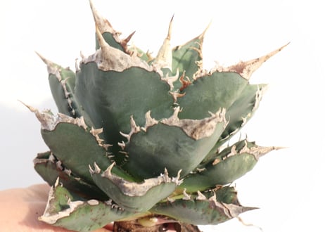 Agave titanota FO-76 compacta dwarf  no.6