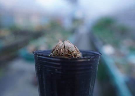 亀甲竜　Dioscorea elephantipes　No.8