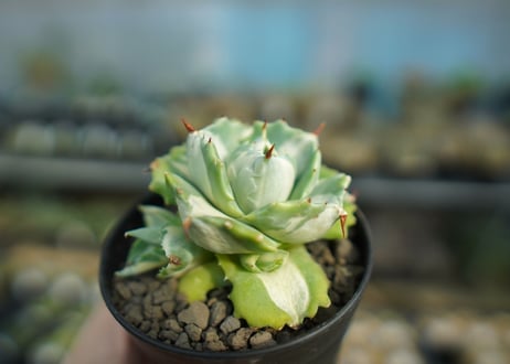 アガベ　王妃雷神錦　白中斑　Agave　“Ohi Raijin Nishiki Shironakahu”