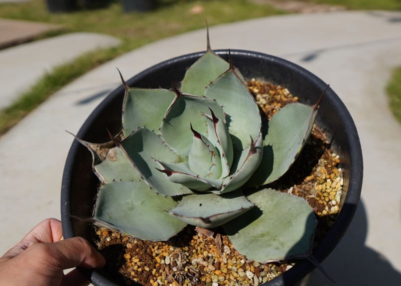 アガベ パリートランカータ NO.2 | mana's farm:塊根植物・アガベ