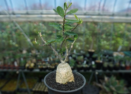 フォッケア　エデュリス　”火星人”　Fockea edulis  No.1