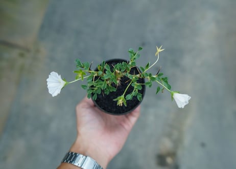 サルコカウロン バンデリエティアエ　Sarcocaulon vanderietiae　No.1