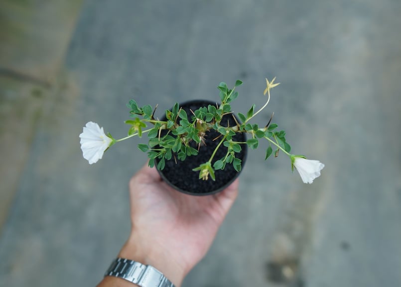 サルコカウロン バンデリエティアエ Sarcocaulon vanderietiae No.1