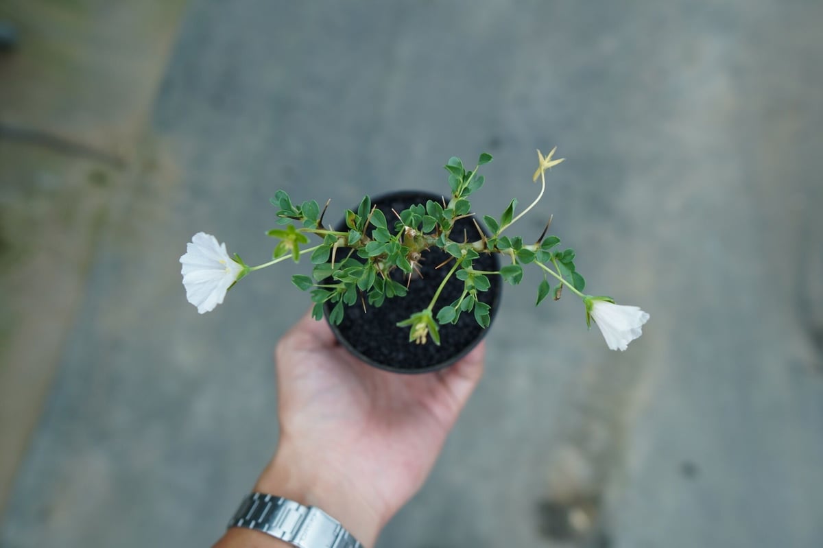 サルコカウロン バンデリエティアエ Sarcocaulon vanderietiae サルコカウロン バンデリエティアエ Sarcocaulon vanderietiae