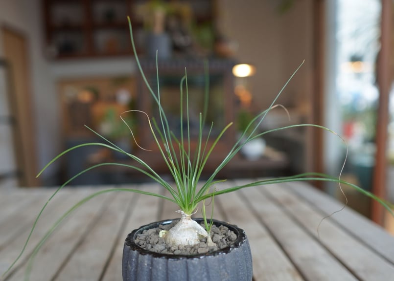 アルブカ フミリス Albuca humilis | mana's farm:塊根植物・アガ
