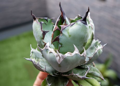 Agave B&B  №2