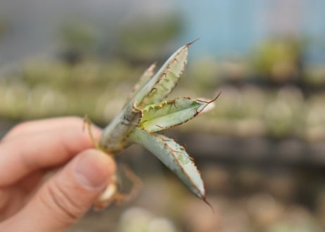 Agave titanota 'black and blue'　カキ子　No.3