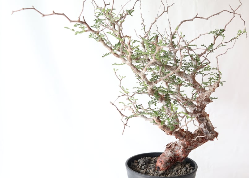 コミフォラ モンストローサ | mana's farm:塊根植物・アガベ・ドライ