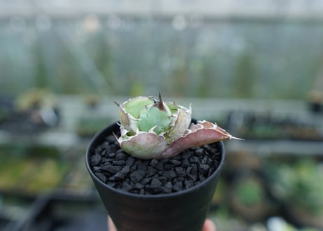 アガベ　チタノタ　 ブラックアンドブルー 　Agave titanota black and blue