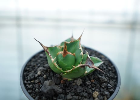 アガベ　チタノタ　白鯨　Agave titanota White whale